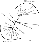 Fig. 2 from the paper, types of species within the complex