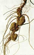 agrobacteria gall on root