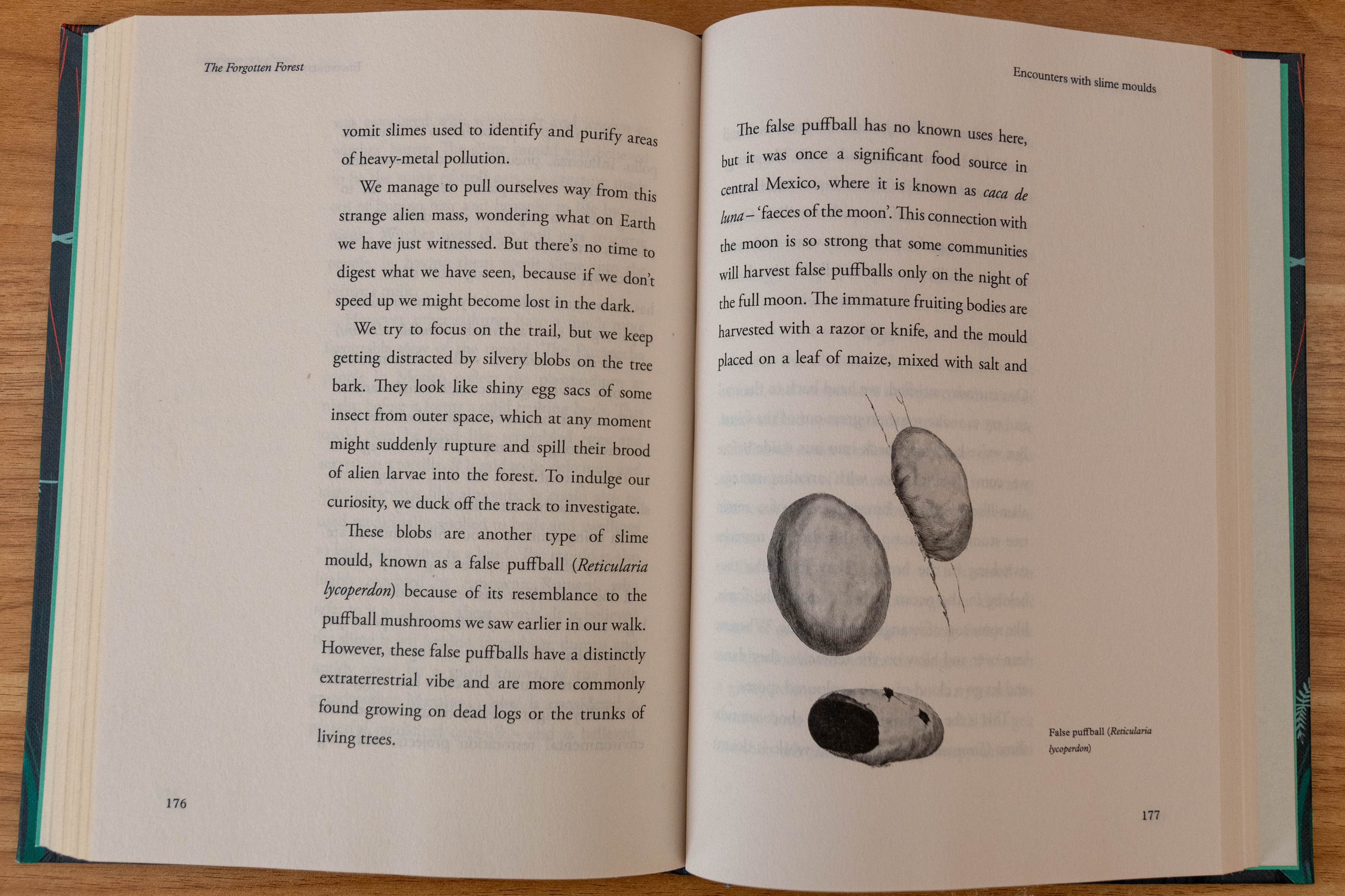 The forgotten forest book, open at page 176 showing margins and inline image